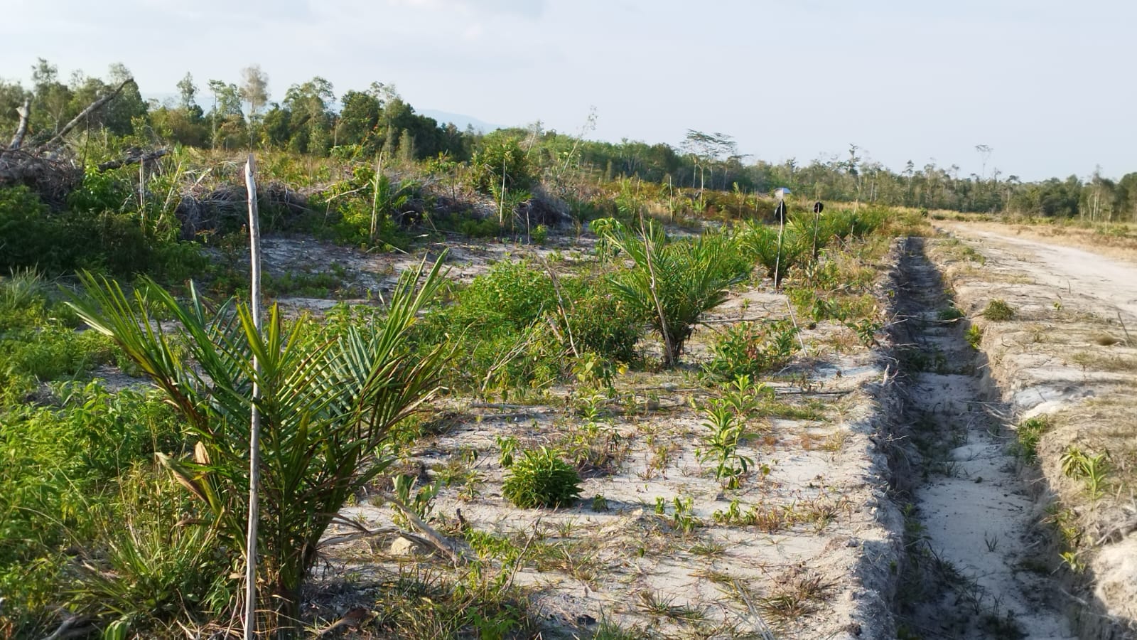 DLHK Bangka Belitung Serius Awasi Pengalihan Fungsi Lahan Eks PT Bangkanesia 2 IMG 20231101 WA0016