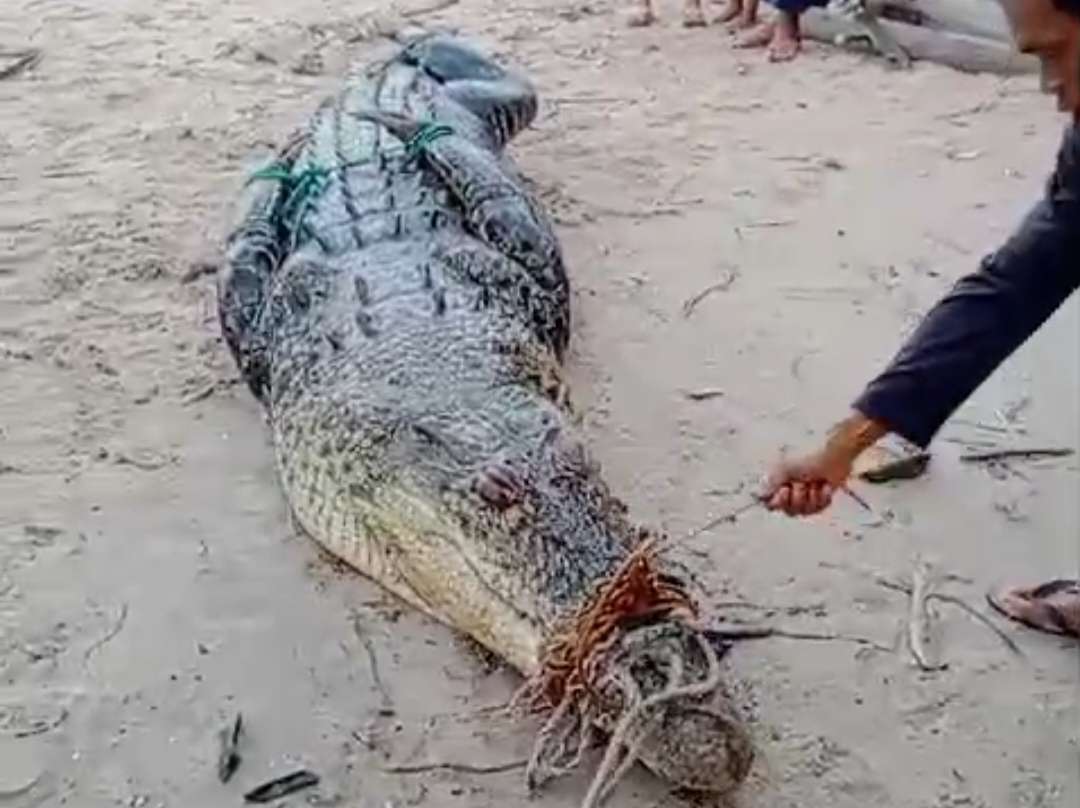 Warga Dusun Mempunai Tangkap Buaya 4,5 Meter Pakai Pancing Umpan Seekor Ayam 2 Compress 20240229 122009 9417