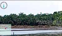 Lahan Sawah Berubah jadi Kebun Sawit di Desa Rias Toboali, Pelanggaran UU LP2B? 5 Sumber foto: tim media/istimewa.