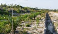 200 Ribu Hektare Perkebunan Kelapa Sawit di Babel akan Disita Kejagung 6 kelapa sawit