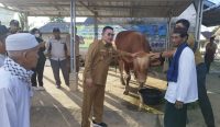 Sapi Kurban Presiden Prabowo Seberat 1.003 Kg Diserahkan ke Warga Desa Paku Bangka Selatan 5 sapi