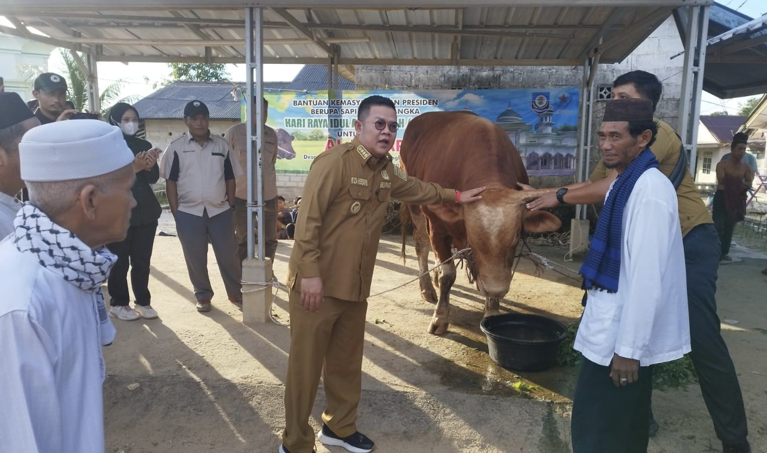 Sapi Kurban Presiden Prabowo Seberat 1.003 Kg Diserahkan ke Warga Desa Paku Bangka Selatan 1 sapi
